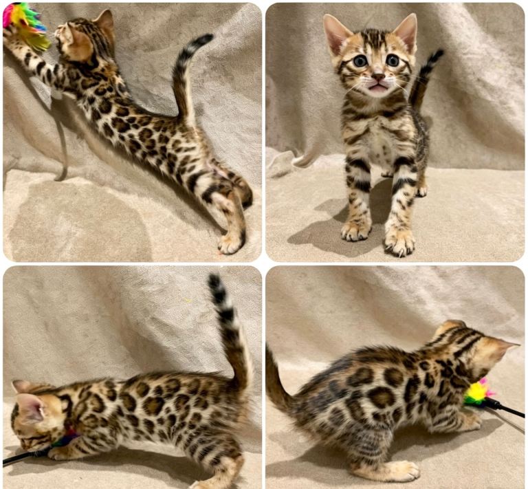 Pedigree Bengal Kittens