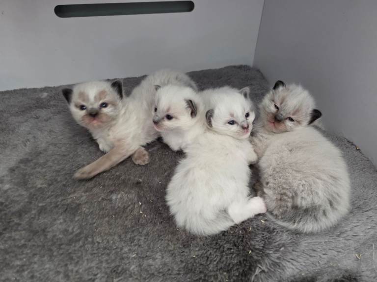 4 male Puree Ragdoll Kittens 