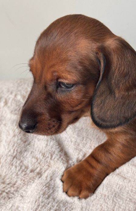 Genuine Miniature Dachshund puppies