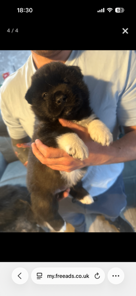 American Akita pups 