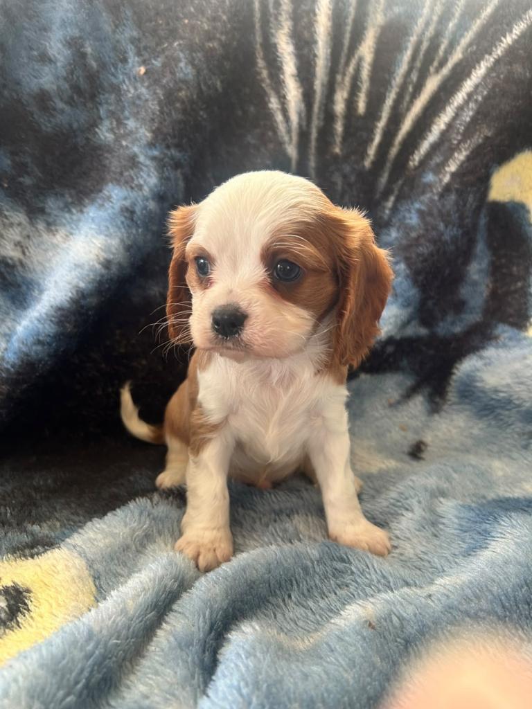Adorable King Charles pups