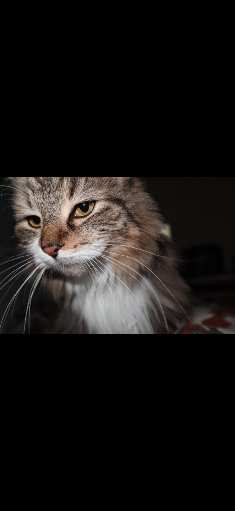 3 loving cats needing homes asap