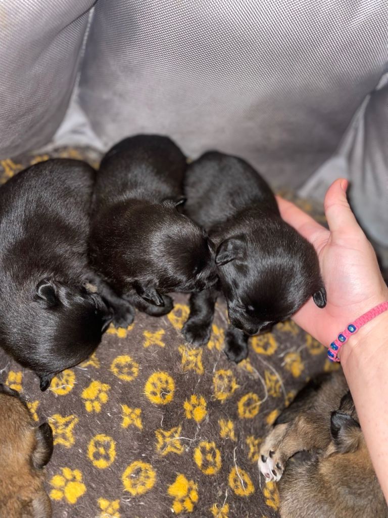 Pomeranian puppies for sale