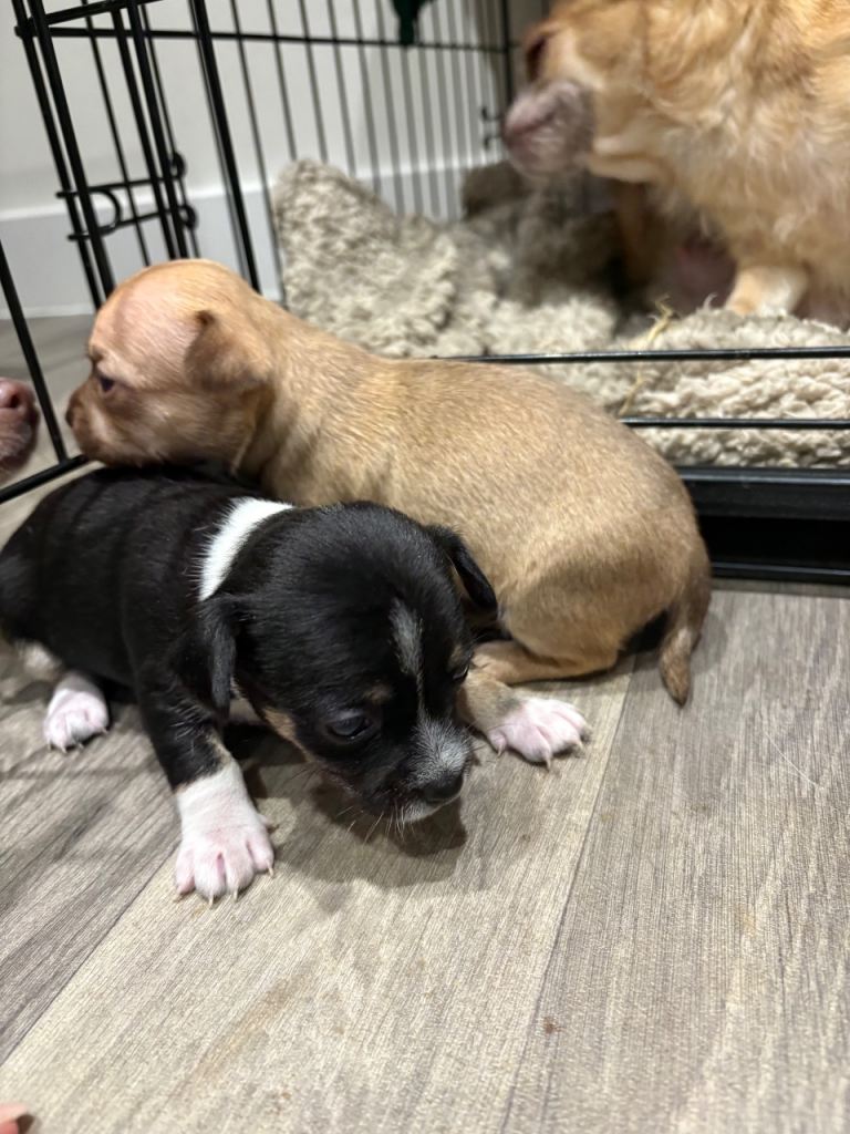 Chihuahua Puppies x 2 