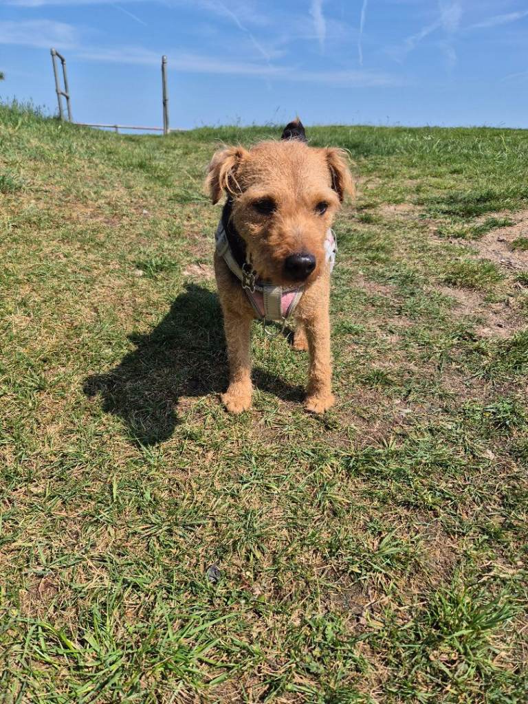 Lakeland Terrier