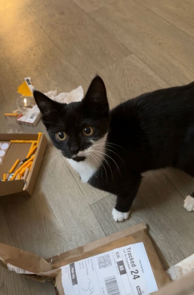 2 female tuxedo kittens 