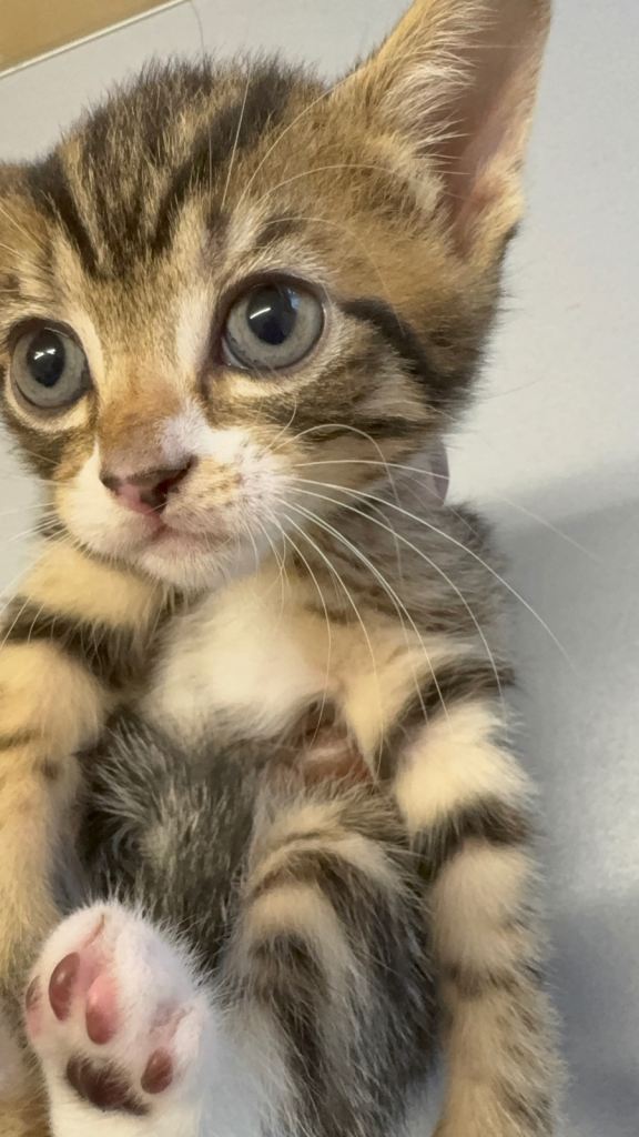 Female & Male Kittens Ready TO go NOW! £50 0NO