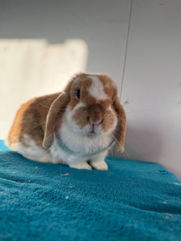 Adult female mini lop rabbit 
