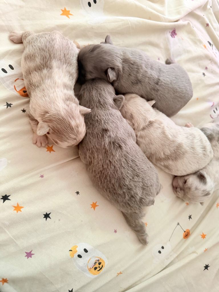 Fluffy French bulldog puppies