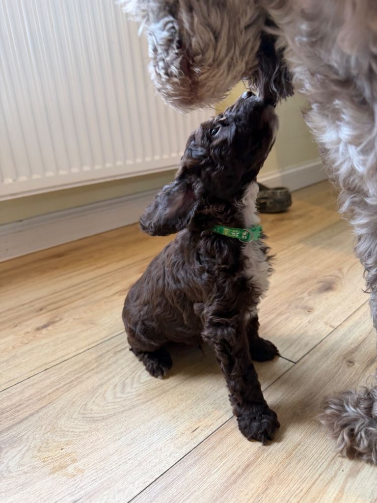 Cockapoo puppies