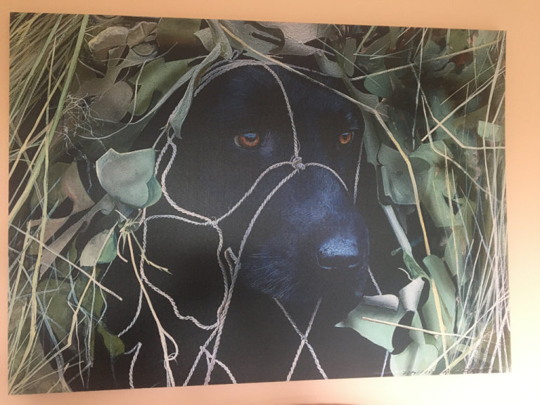 Colour print of black Labrador hiding under netting by Phillip Allder on wooden frame.