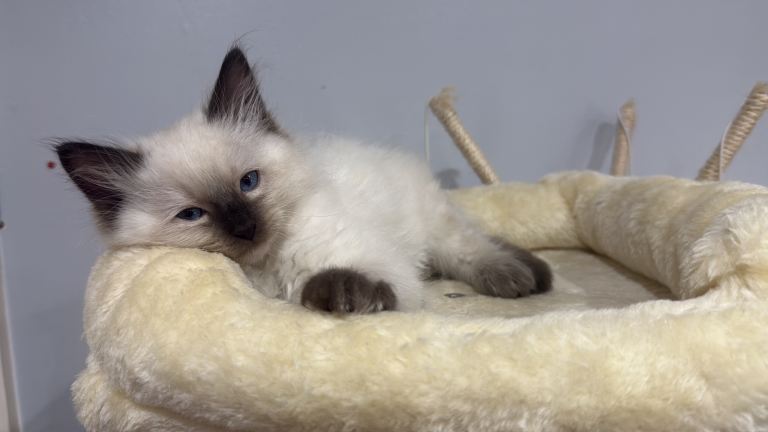 Male mitted ragdoll kitten 