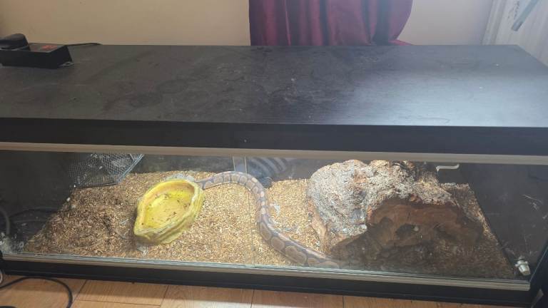 male royal python for sale + terrarium,heat bulb,light,thermostat,water bowl