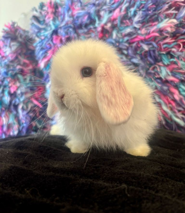 Gorgeous purebred mini lop doe 