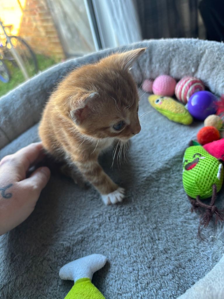 Beautiful ginger kittens 