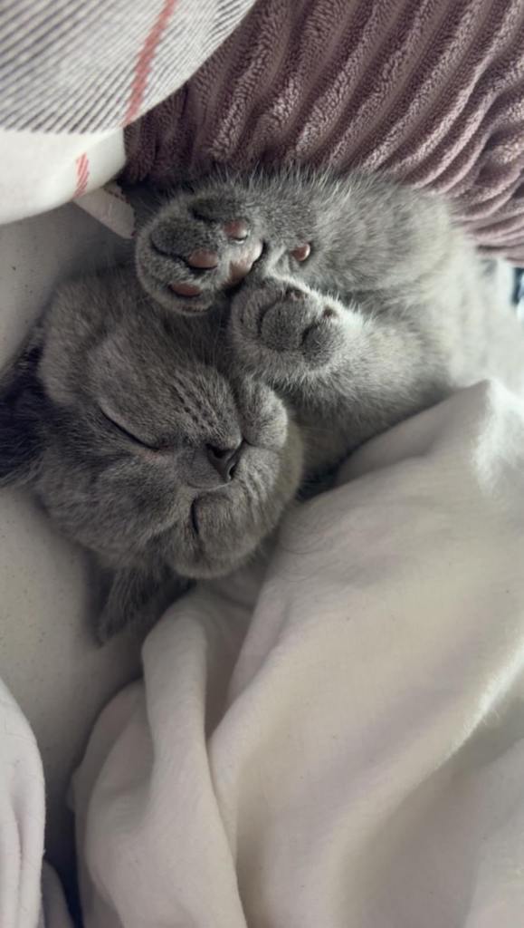 British Blue Short Hair Kittens 