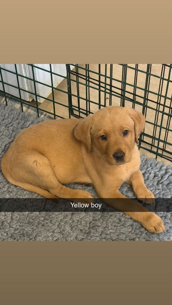 Fox Red Labradors. 2 boys ready to find there forever homes!  £800. Yellow and white left!!!
