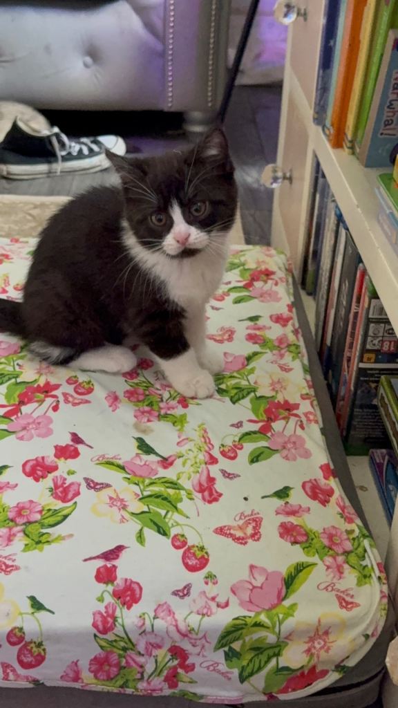 British shorthair cross tuxedo kittens 