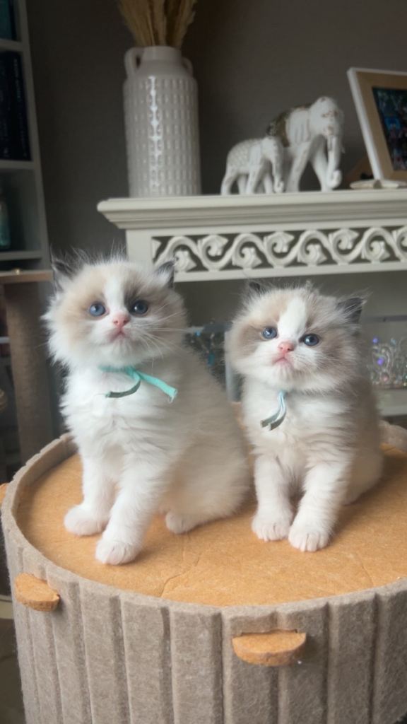 Ragdoll kittens