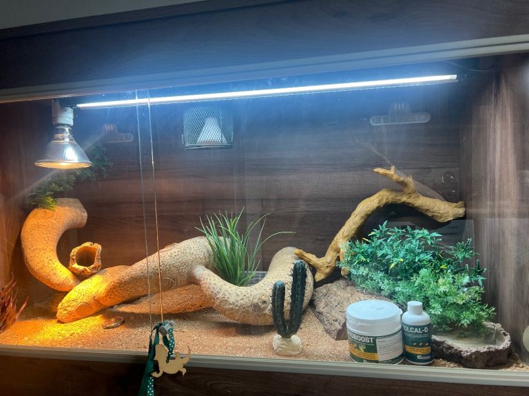 Vivexotic Vivarium/ complete set up