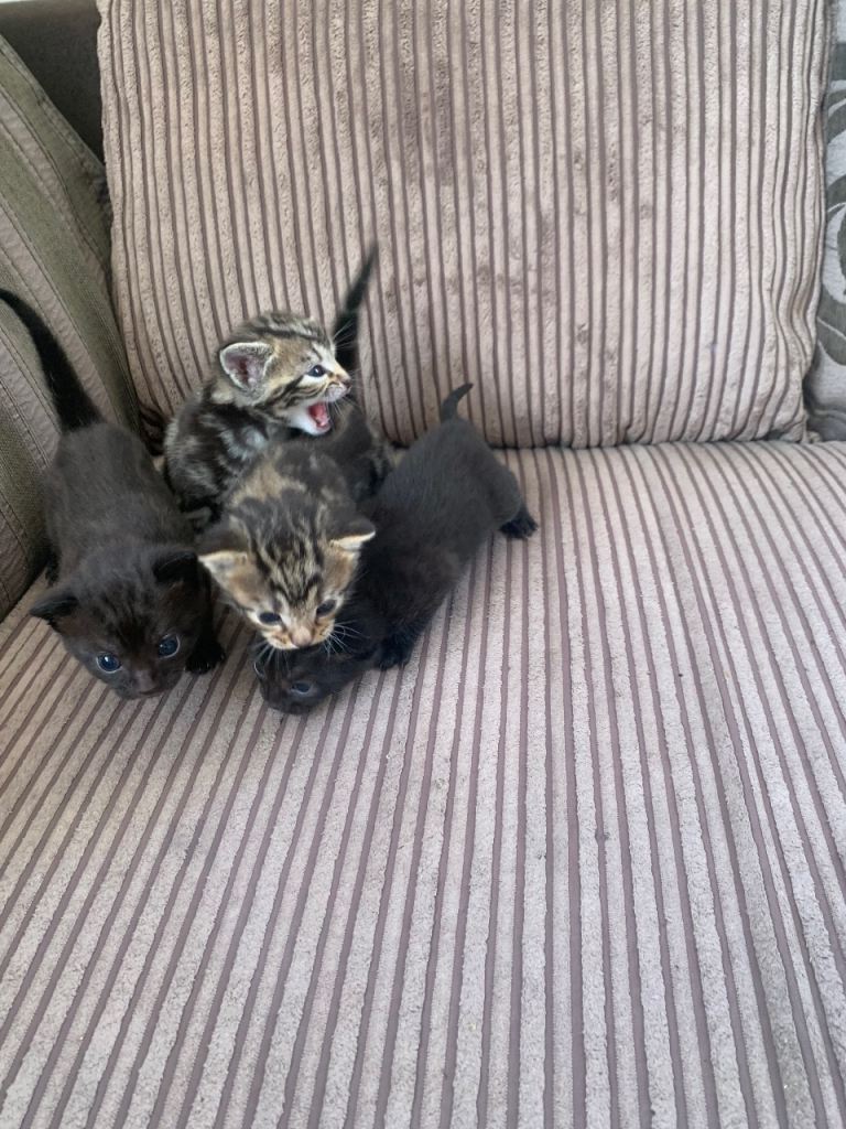 4 kittens for sale 