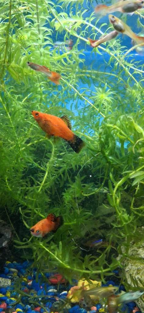 Fish- Guppies and Fantails