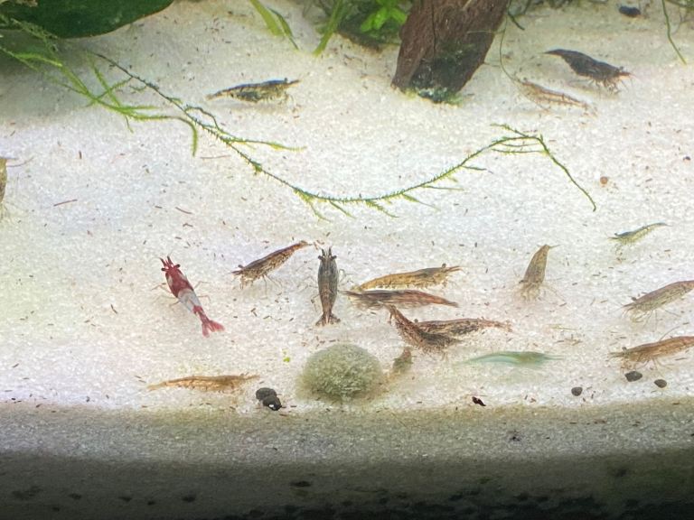 Neocaridina shrimps 