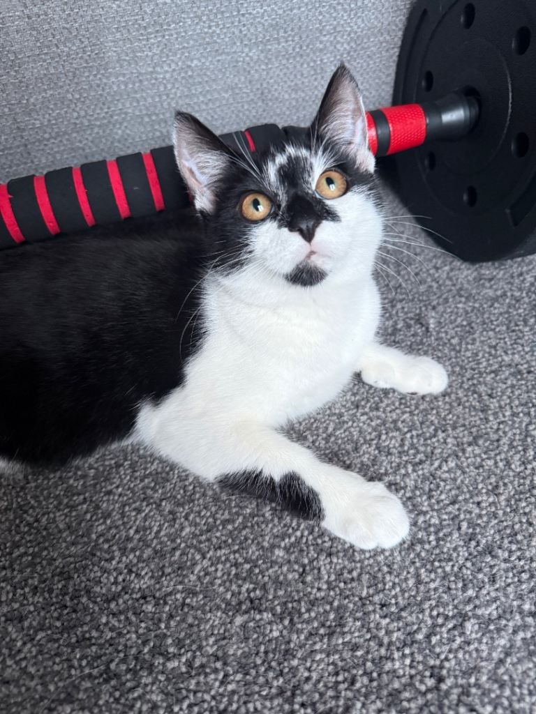 2 beautiful kittens to be homed as a pair 