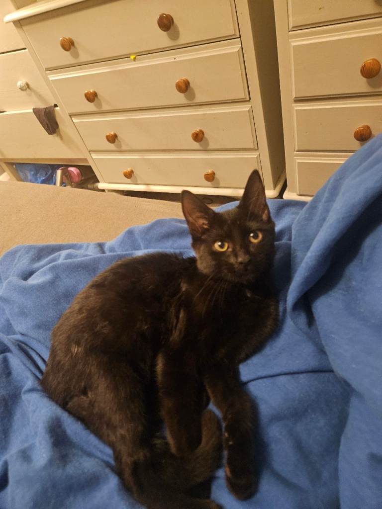 Maine coon cross kittens 12 weeks