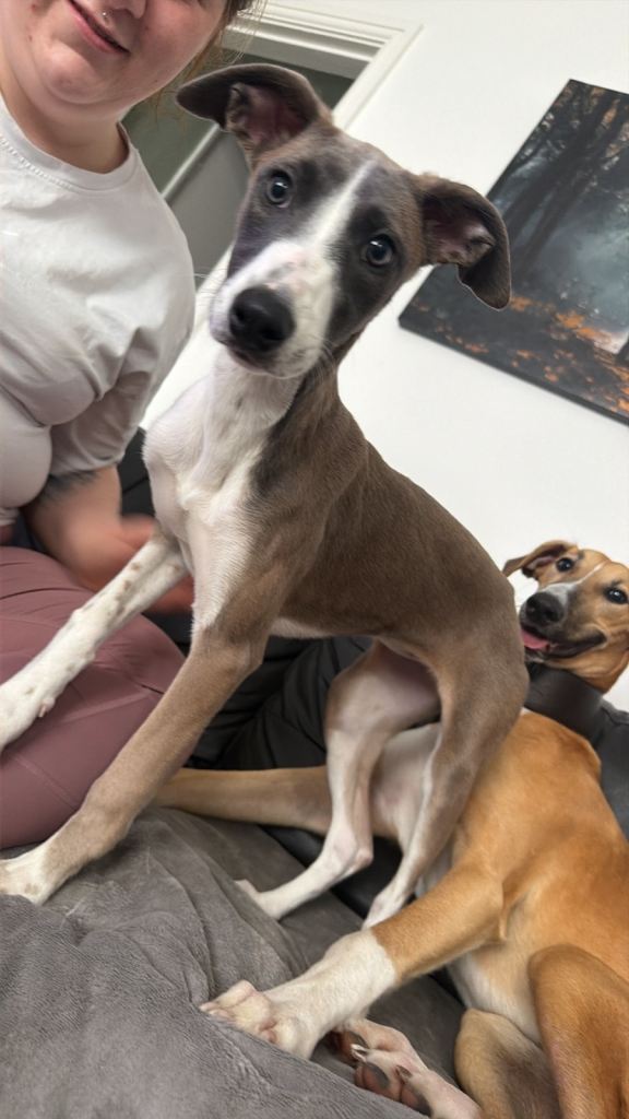 Mam is a 3/4 whippet 1/4 saluki  Dad is 1/2 whippet 1/2 collie