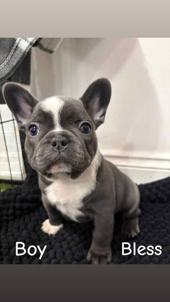 French Bulldog Puppies
