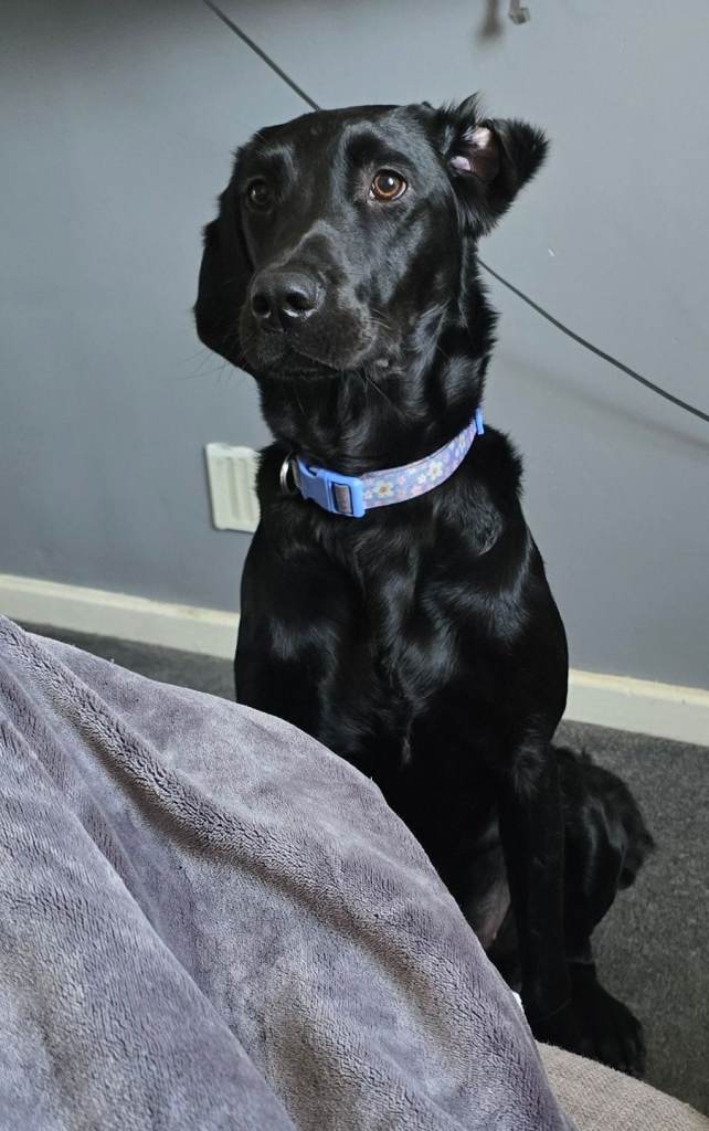 Springador for sale 9 months