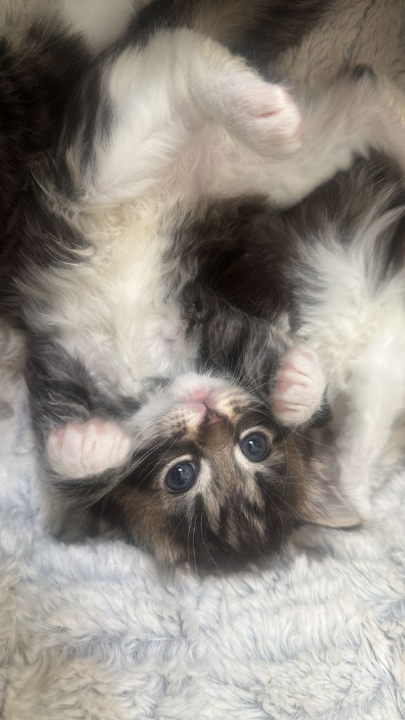 Kitten ragdol 