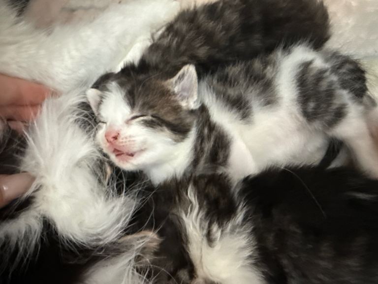 Kittens 