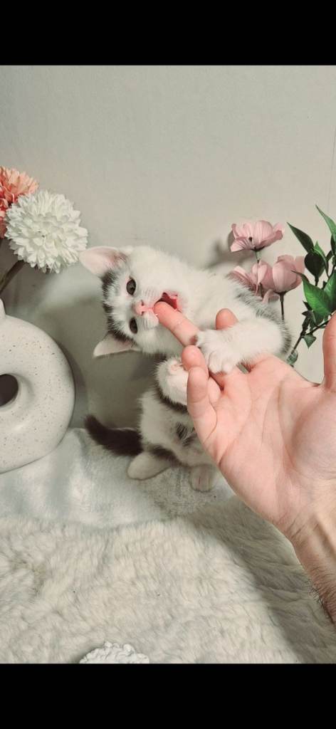 Playful and Affectionate Male & Female Grey/ White Ragdoll X kittens