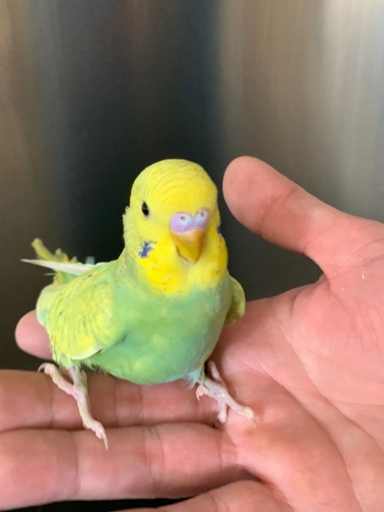 Baby hand tame hand reared budgies