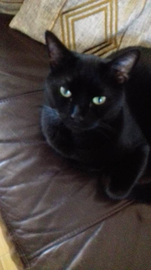 Experienced drop-in cat care, Knightswood / Yoker / Clydebank / Drumchapel