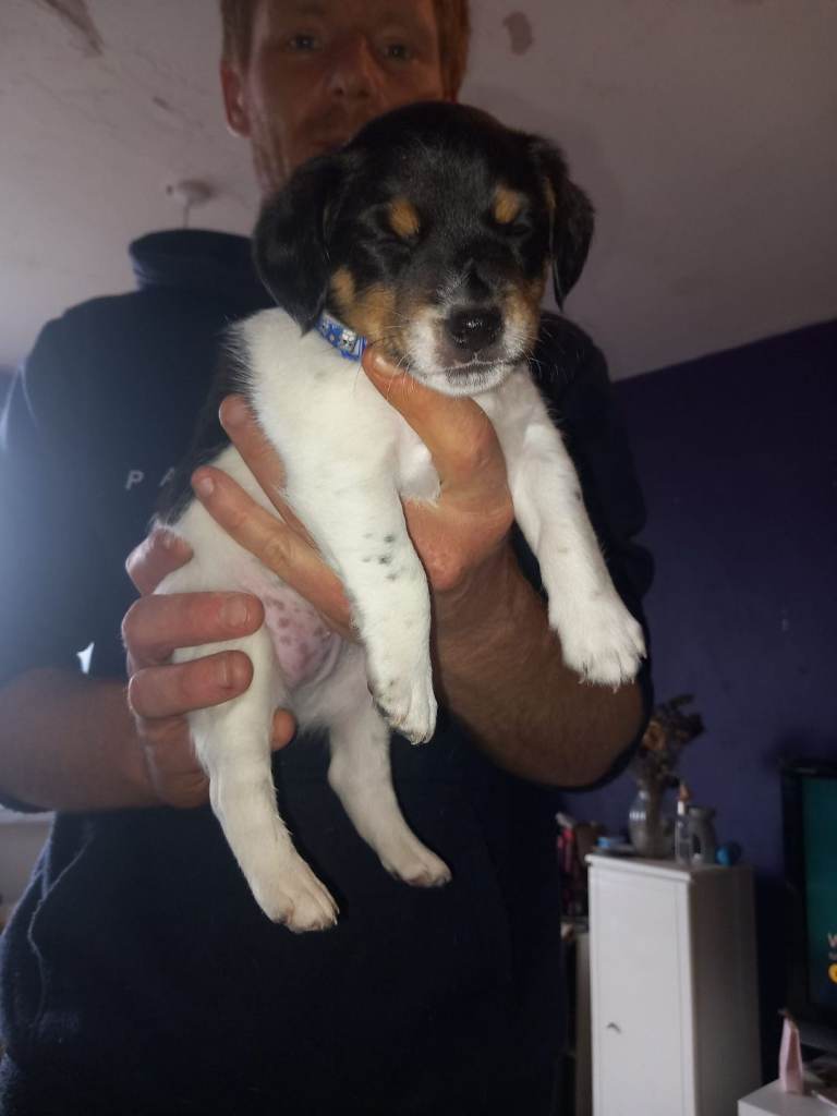 3 jack russell puppies for sale
