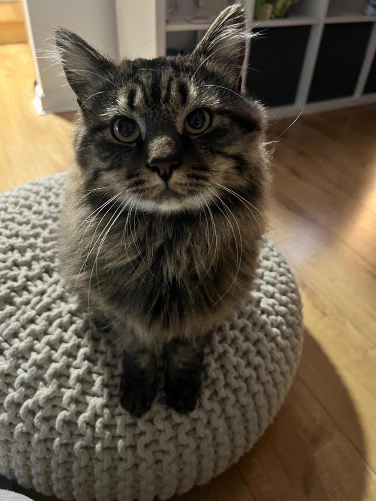 Make cat