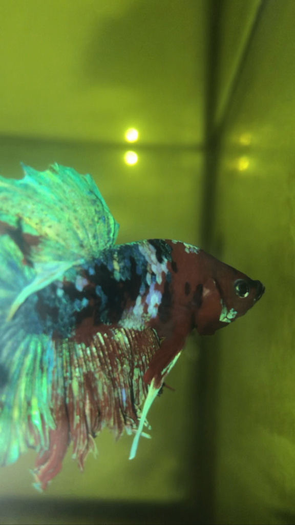 Guppies, Platys, koi betta fish, swordtails, ballon mollies, plants, snails