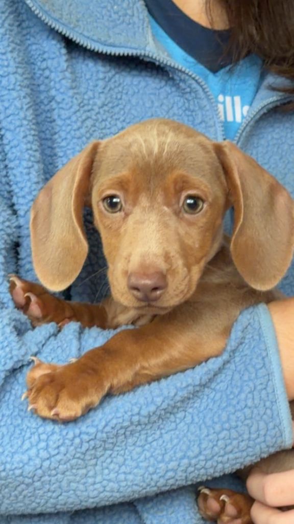 Stunning KC Miniature Dachshund Isabella girl