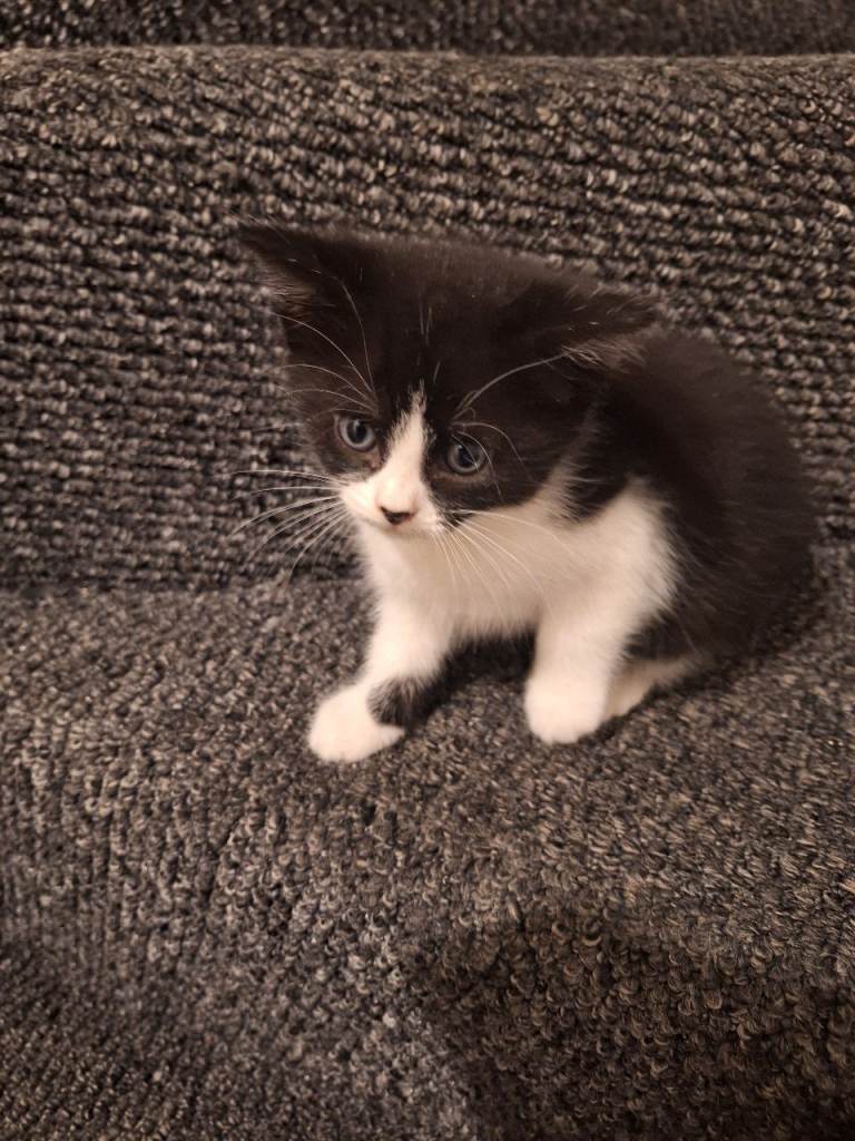 Small kittens 