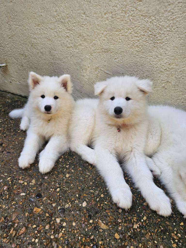 ⭐SAMOYED PUPPIES ONLY TWO GIRLS AND ONE BOY AVAILABLE READY FOR NEW 🏡⭐ NOW 