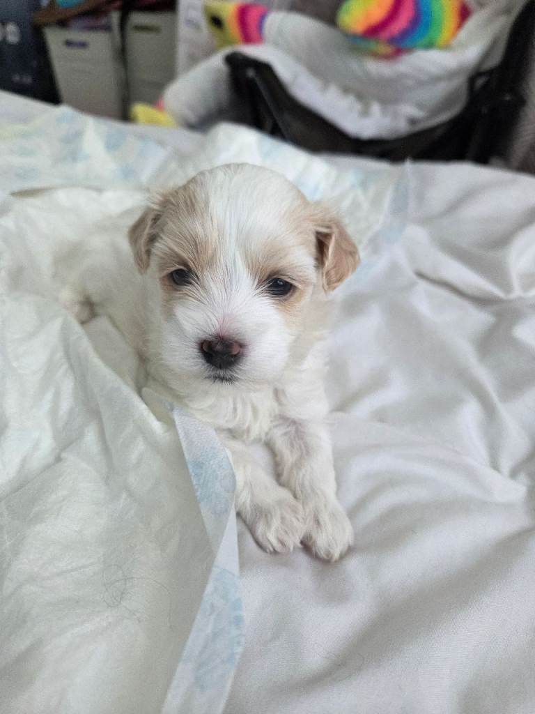 4x Beautiful Maltese Pups