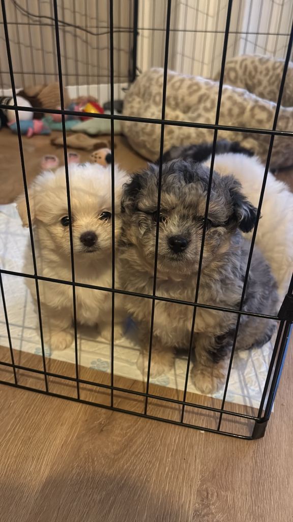 Pomenese pups only 2 left 