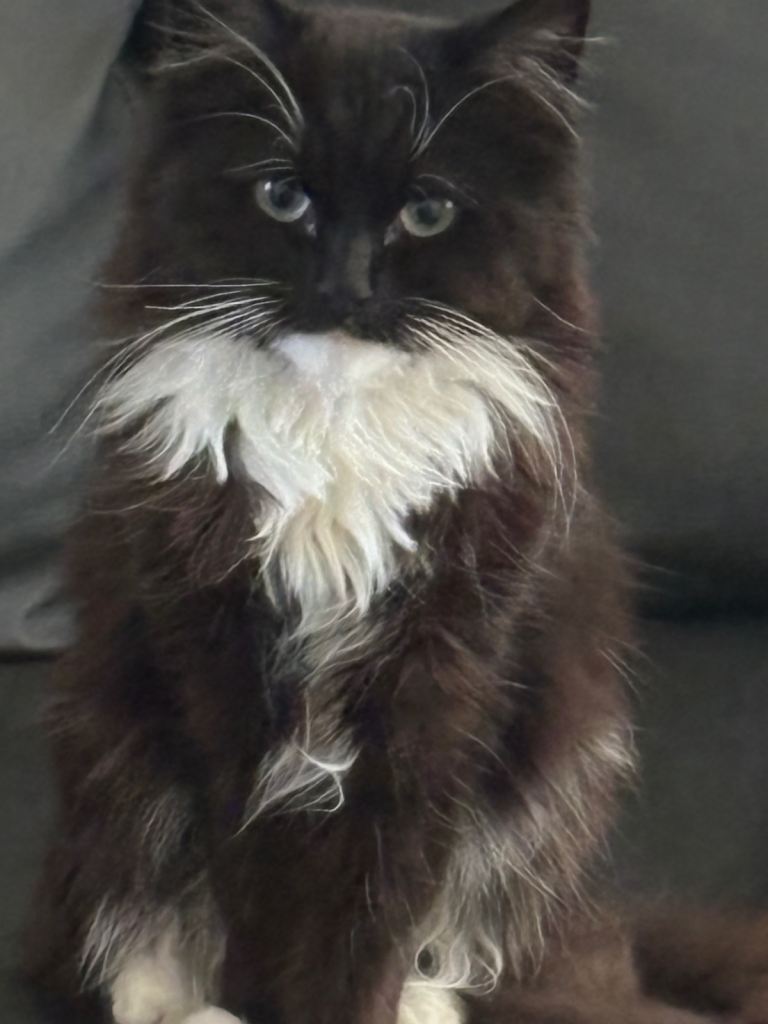Friendly Male cat one year old 
