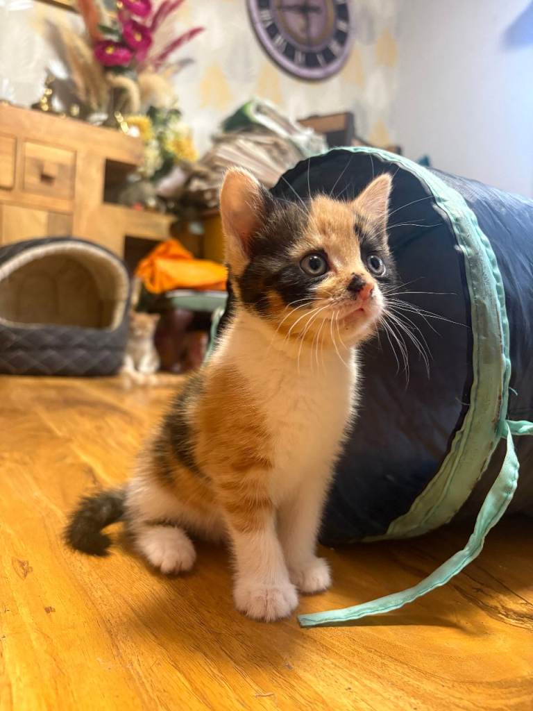 5 gorgeous playful kittens 