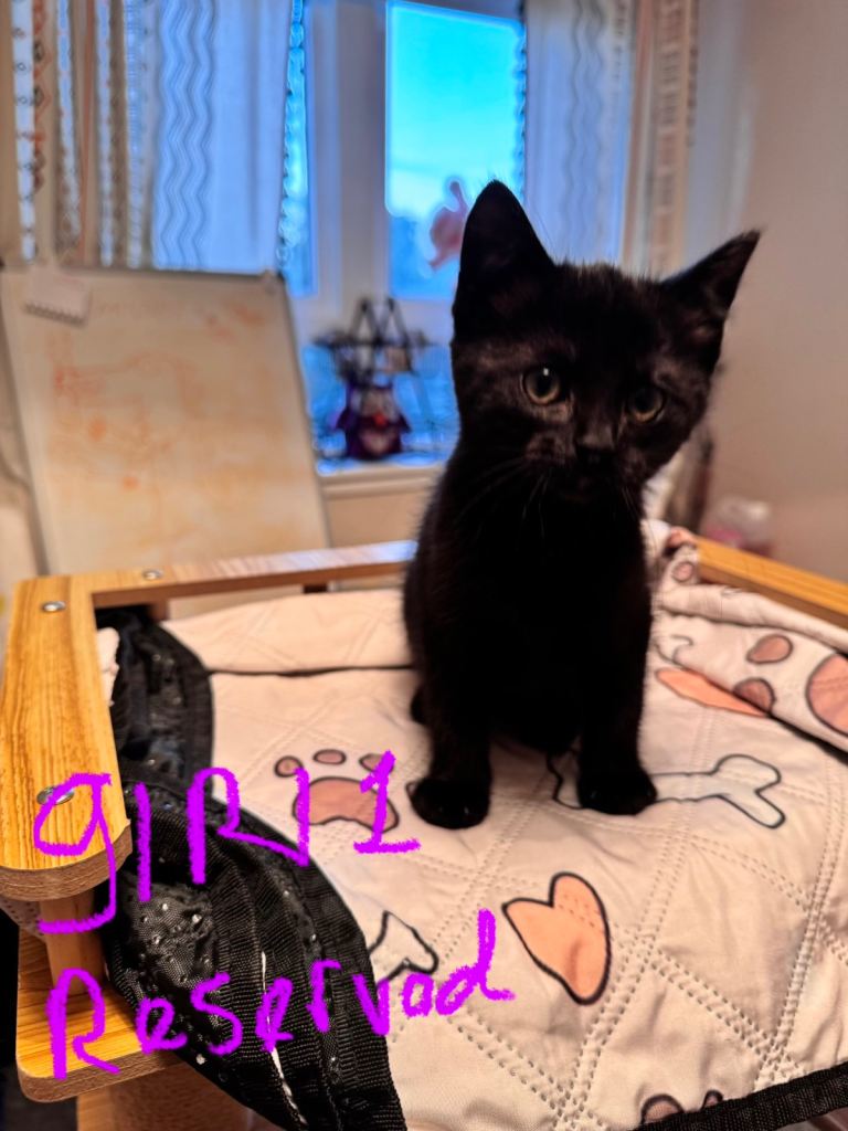 5 Maine Coon x Domestic Shorthair Kittens – 2 Boys, 3 Girls – Loving Homes Only