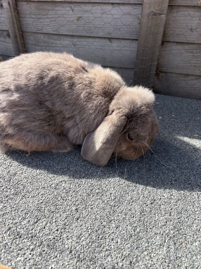 Mini lop rabbits for sale 