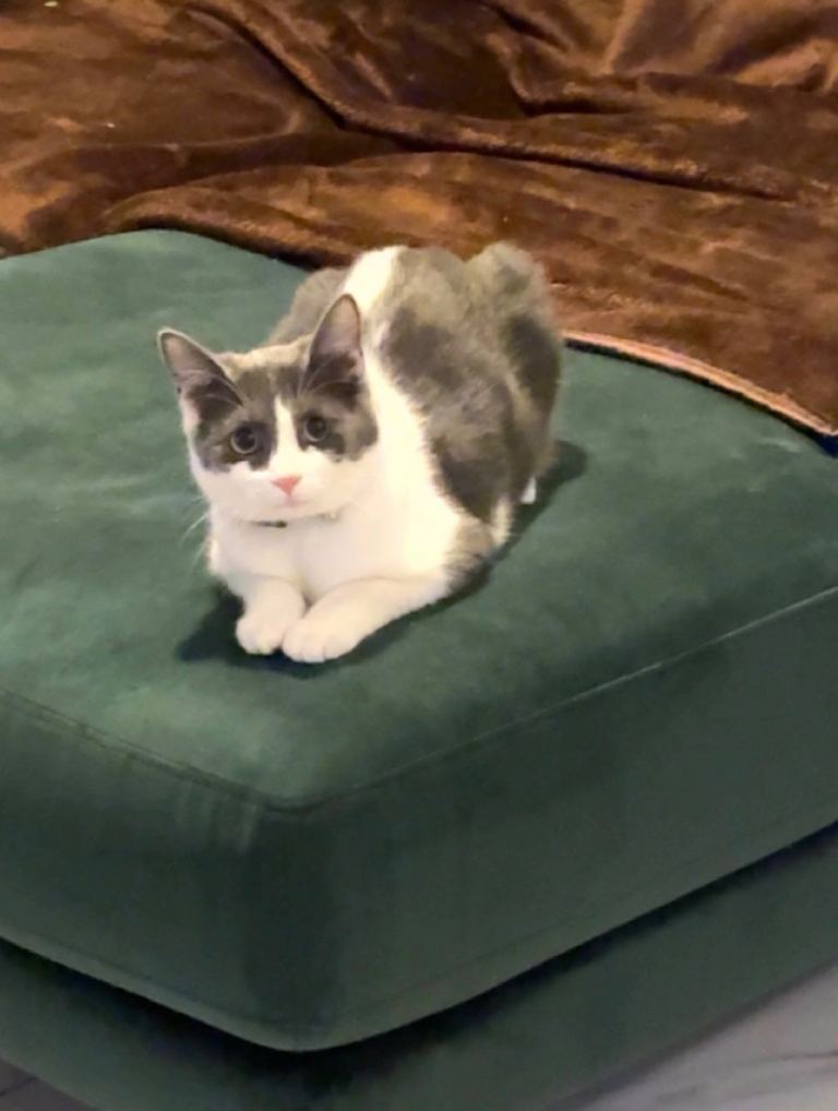 Loving 1.5-Year-Old Cat Looking for a New Forever Home